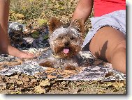 Jorkšírský terier, Yorkshire Terrier,