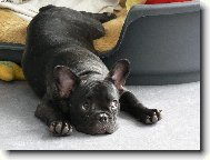 Bouledogue francais, French Bulldog