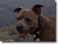 American Staffordshire Terrier