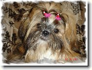 icu, Shih-Tzu