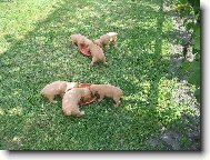 English Cocker Spaniel