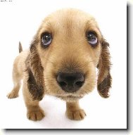 English Cocker Spaniel