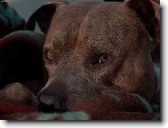 American Staffordshire Terrier