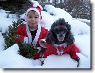 Poodle, Caniche