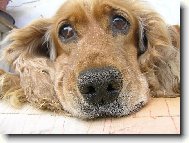 English Cocker Spaniel