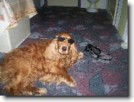 English Cocker Spaniel