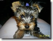 Jorkšírský terier, Yorkshire Terrier,