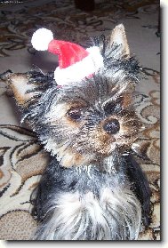 Jorkšírský terier, Yorkshire Terrier,