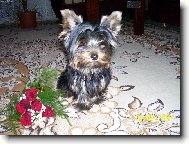 Jorkšírský terier, Yorkshire Terrier,