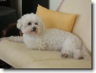 Bichon á poil frisé, Bichon Frise
