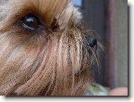 Jorkšírský terier, Yorkshire Terrier,