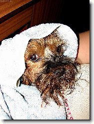Tibetan Terrier