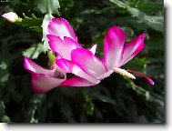 Schlumbergera