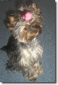 Jorkšírský terier, Yorkshire Terrier,