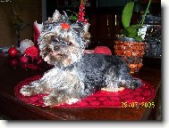 Jorkšírský terier, Yorkshire Terrier,