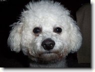 Bichon á poil frisé, Bichon Frise
