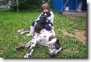 Deutsche Dogge
