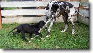 Deutsche Dogge