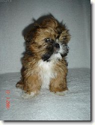 icu, Shih-Tzu