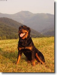 Rottweiler
