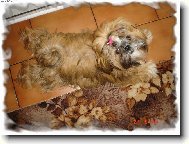 icu, Shih-Tzu