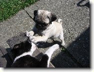 Tibetan Terrier