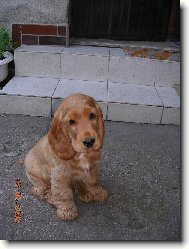English Cocker Spaniel
