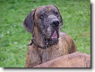 Deutsche Dogge