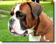 Deutscher Boxer
