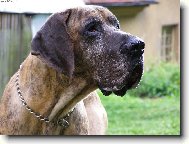 Deutsche Dogge