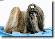 icu, Shih-Tzu