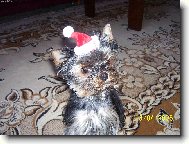 Jorkšírský terier, Yorkshire Terrier,