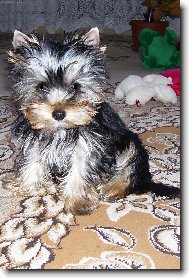 Jorkšírský terier, Yorkshire Terrier,