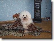 Bichon á poil frisé, Bichon Frise