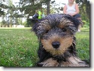 Jorkšírský terier, Yorkshire Terrier,