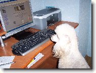 Poodle, Caniche