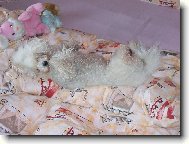 Bichon á poil frisé, Bichon Frise