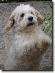 Tibetan Terrier