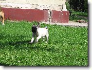 Pug