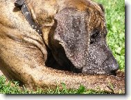 Deutsche Dogge