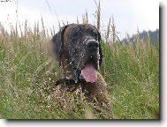 Deutsche Dogge