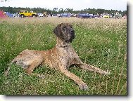 Deutsche Dogge