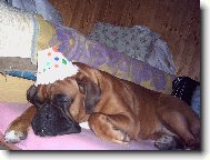 Deutscher Boxer