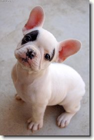 Bouledogue francais, French Bulldog