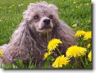 Poodle, Caniche