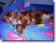 English Cocker Spaniel