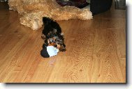 Jorkšírský terier, Yorkshire Terrier,