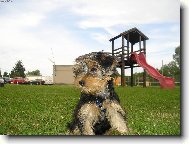 Jorkšírský terier, Yorkshire Terrier,