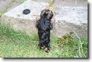 Jorkšírský terier, Yorkshire Terrier,