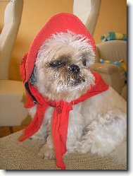icu, Shih-Tzu